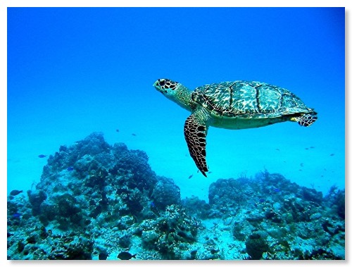 turtle pic
